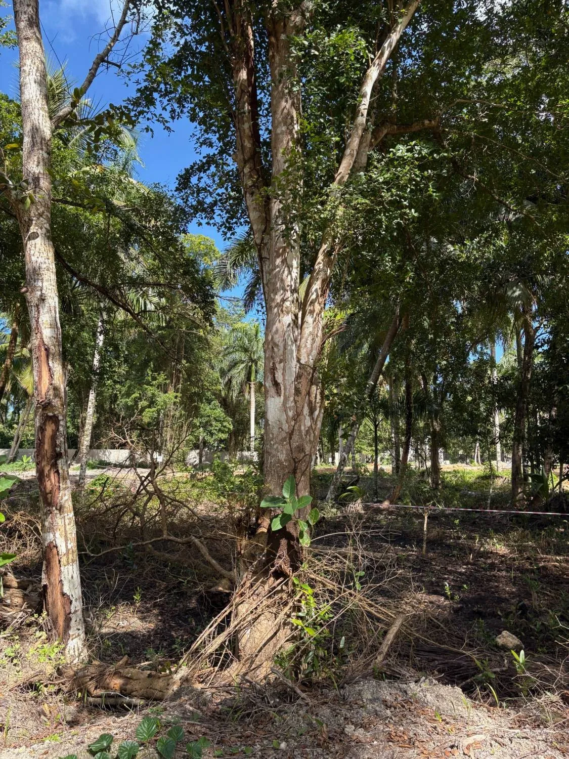 Gran árbol en el lote