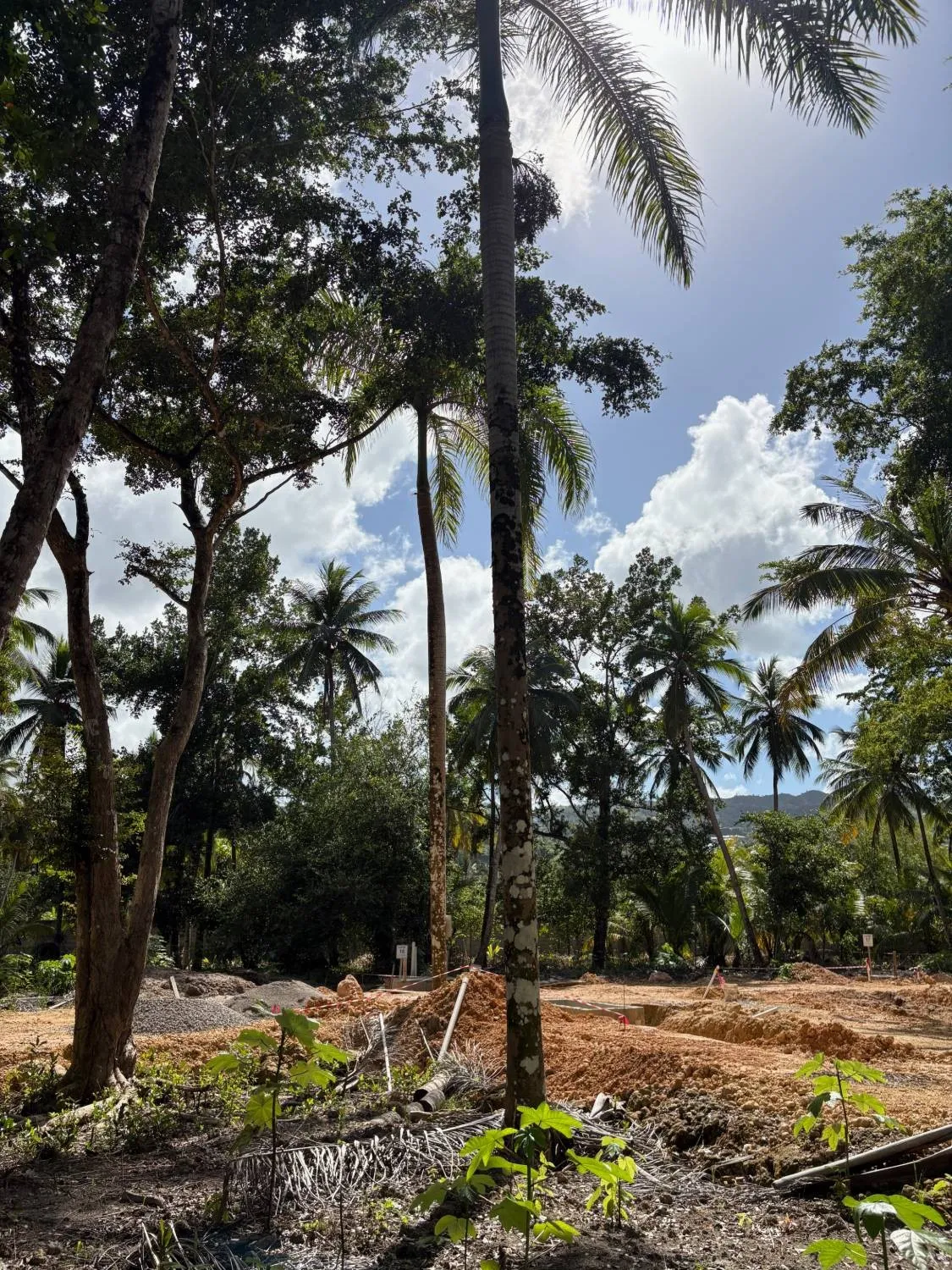 Palmeras y árboles en el lote