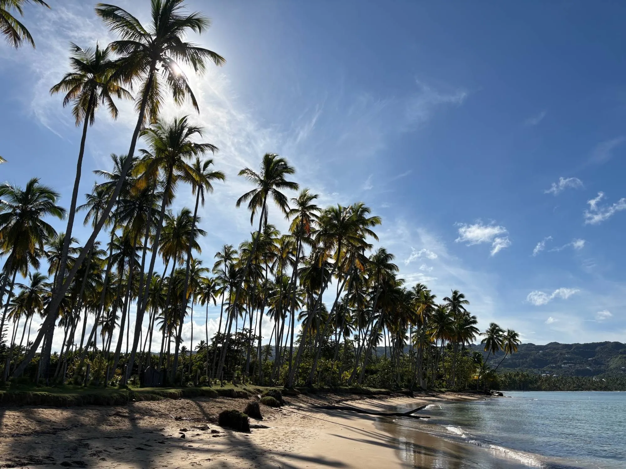 Palmar en Playa Cosón